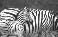 Zebras &copy; photo-alliance.de / Foto: Peter Wichmann
